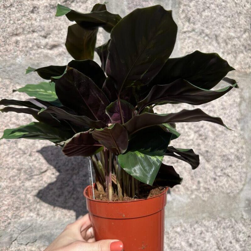 calathea calathea