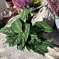 calathea