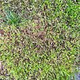 Fresh Live Carpet Moss Budget-Friendly Imperfect Mix 15L