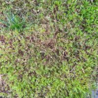 Fresh Live Carpet Moss Budget-Friendly Imperfect Mix 15L