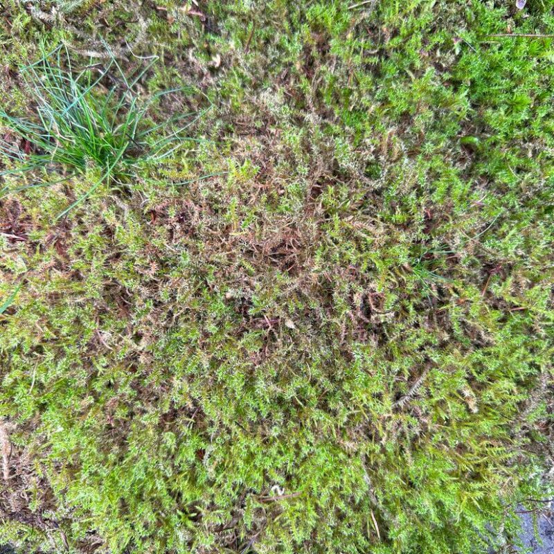 Fresh Live Carpet Moss Budget-Friendly Imperfect Mix 15L Fresh Live Carpet Moss Budget-Friendly Imperfect Mix 15L