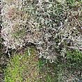 Fresh Live Carpet Moss Budget-Friendly Imperfect Mix 15L