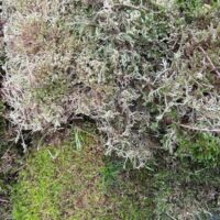Fresh Live Carpet Moss Budget-Friendly Imperfect Mix 15L