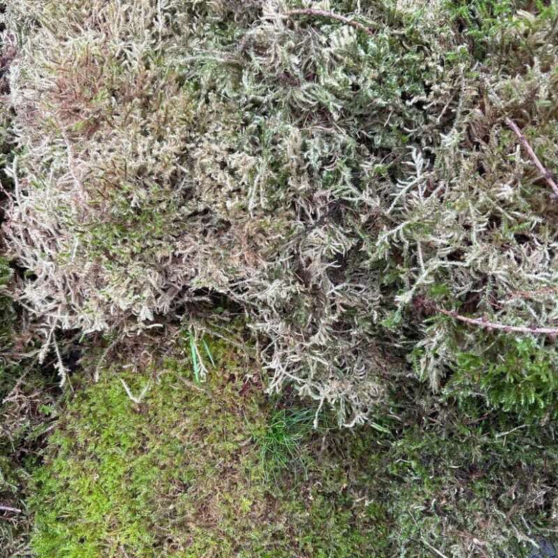 Fresh Live Carpet Moss Budget-Friendly Imperfect Mix 15L Fresh Live Carpet Moss Budget-Friendly Imperfect Mix 15L