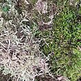 Fresh Live Carpet Moss Budget-Friendly Imperfect Mix 15L