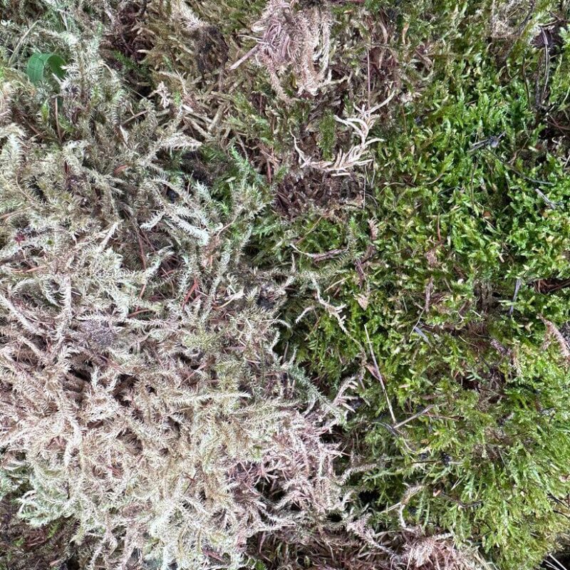 Fresh Live Carpet Moss Budget-Friendly Imperfect Mix 15L Fresh Live Carpet Moss Budget-Friendly Imperfect Mix 15L