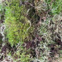 Fresh Live Carpet Moss Budget-Friendly Imperfect Mix 15L
