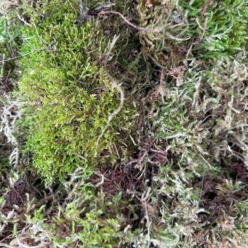 Fresh Live Carpet Moss Component Grade