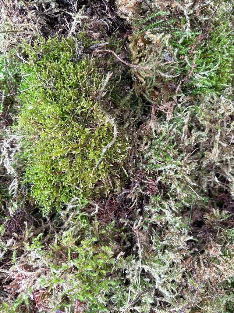 Fresh Live Carpet Moss Budget-Friendly Imperfect Mix 15L