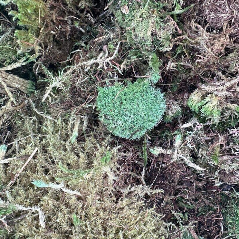 Fresh Live Carpet Moss Budget-Friendly Imperfect Mix 15L Fresh Live Carpet Moss Budget-Friendly Imperfect Mix 15L