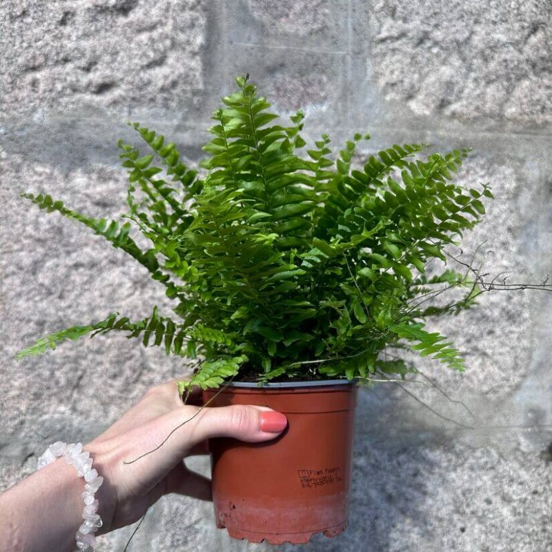boston fern boston fern