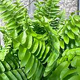 boston fern