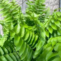 boston fern