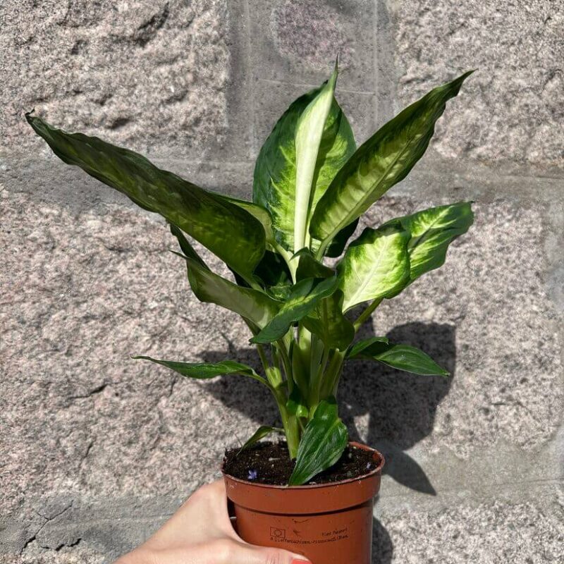 Dieffenbachia 'Camilla' Dieffenbachia 'Camilla'