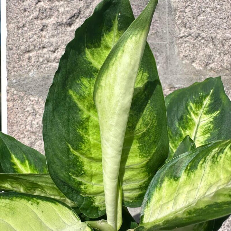 Dieffenbachia 'Camilla' Dieffenbachia 'Camilla'