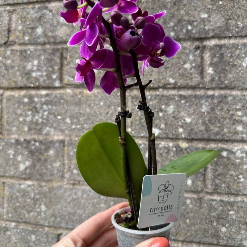 Mini Orchid Miniature Phalaenopsis 6cm pot Mini Orchid Miniature Phalaenopsis 6cm pot