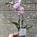 Mini Orchid Miniature Phalaenopsis 6cm pot