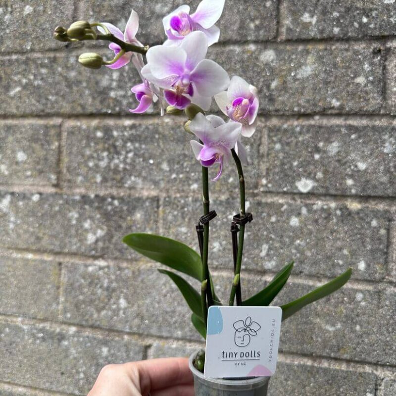 Mini Orchid Miniature Phalaenopsis 6cm pot Mini Orchid Miniature Phalaenopsis 6cm pot