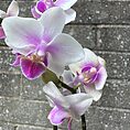 Mini Orchid Miniature Phalaenopsis 6cm pot