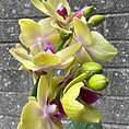 Mini Orchid Miniature Phalaenopsis 6cm pot