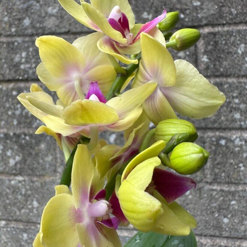 Mini Orchid Miniature Phalaenopsis 6cm pot Mini Orchid Miniature Phalaenopsis 6cm pot