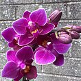 Mini Orchid Miniature Phalaenopsis 6cm pot