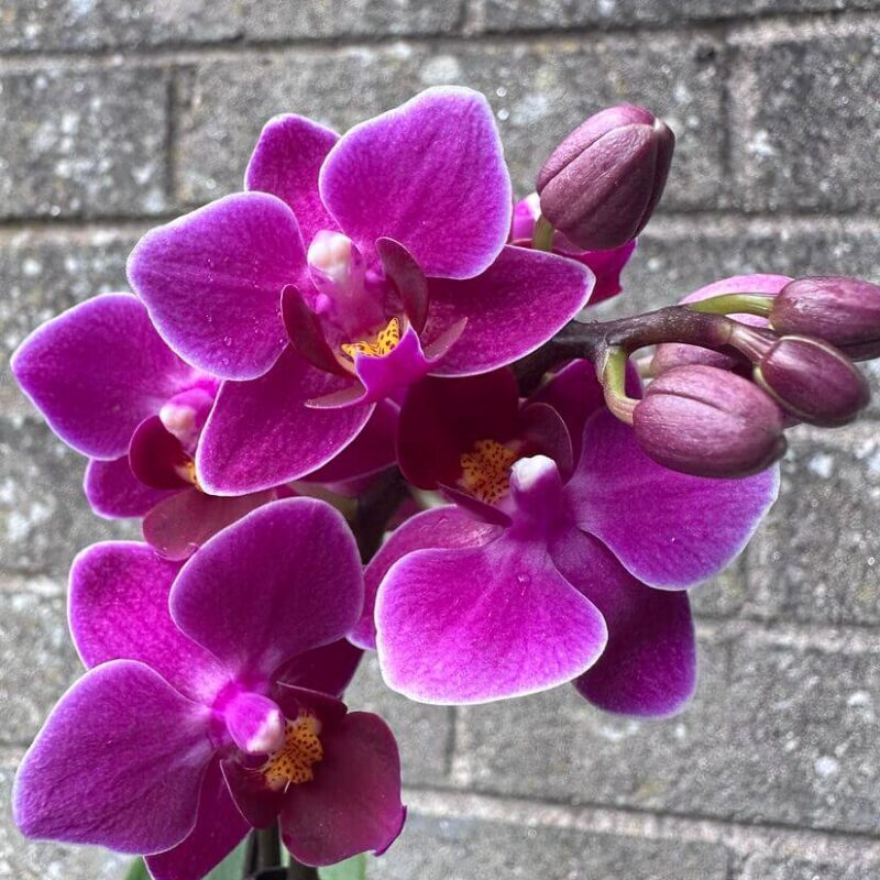 Mini Orchid Miniature Phalaenopsis 6cm pot Mini Orchid Miniature Phalaenopsis 6cm pot