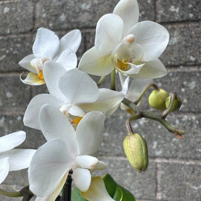 Mini Orchid Miniature Phalaenopsis 6cm pot Mini Orchid Miniature Phalaenopsis 6cm pot