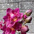 Mini Orchid Miniature Phalaenopsis 6cm pot
