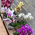 Mini Orchid Miniature Phalaenopsis 6cm pot