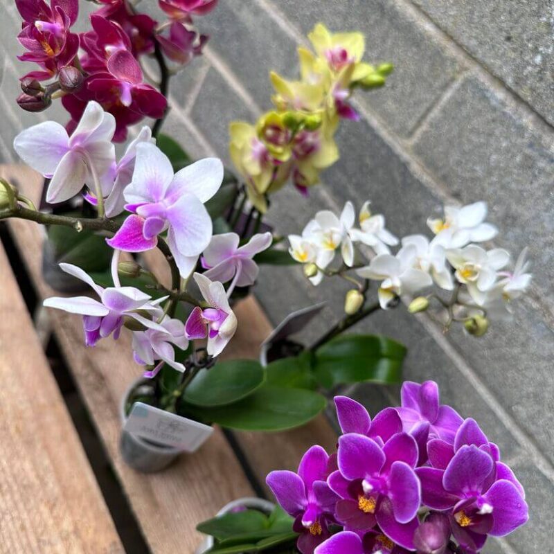 Mini Orchid Miniature Phalaenopsis 6cm pot Mini Orchid Miniature Phalaenopsis 6cm pot