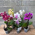 Mini Orchid Miniature Phalaenopsis 6cm pot