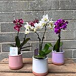 Glazed Pastel Planter for 6cm pots