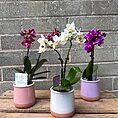 Mini Orchid Miniature Phalaenopsis 6cm pot