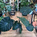 Alocasia Regal Shields Large Elephant Ear 24cm pot