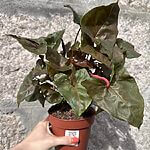 Syngonium Arrowhead Brocante Vine Aroid Plant 12cm pot
