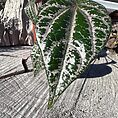 img_5797