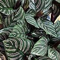 Calathea Ornata Sanderiana Pinstripe Prayer Plant