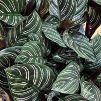 Calathea Ornata Sanderiana Pinstripe Prayer Plant