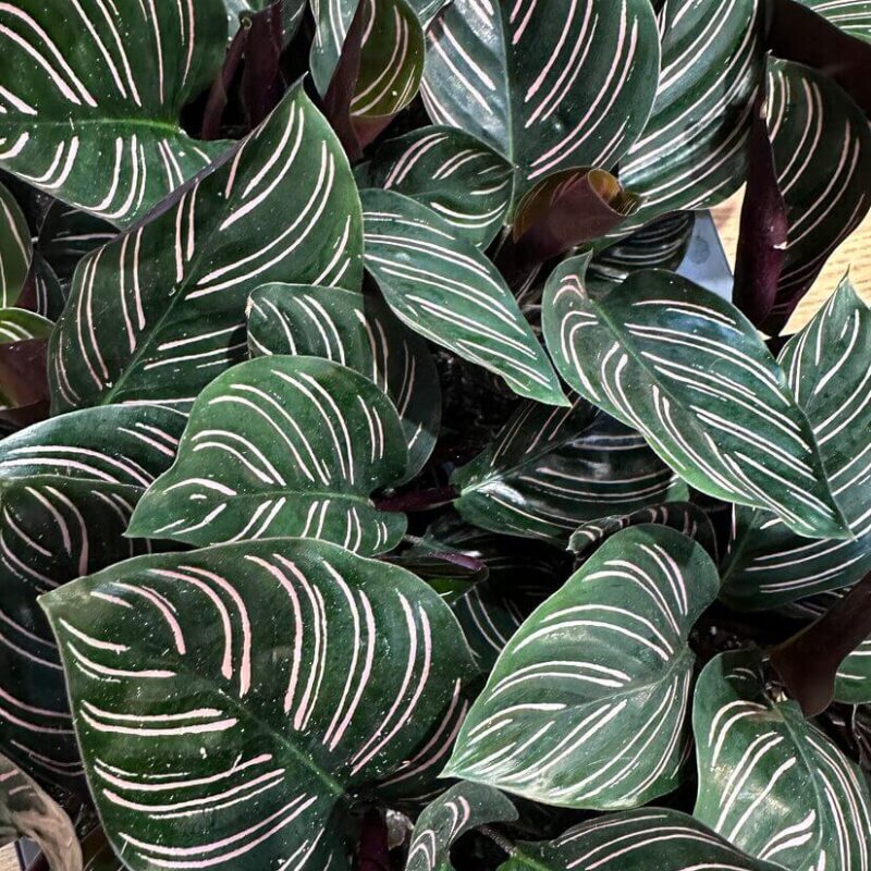 Calathea Ornata Sanderiana Pinstripe Prayer Plant Calathea Ornata Sanderiana Pinstripe Prayer Plant