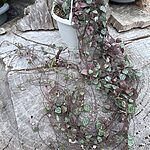 String of Hearts Ceropegia Woodii