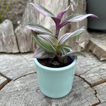 Glazed Pastel Blue Planter for 6cm pots