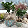 Ficus Ginseng Bonsai Tree In Ceramic Planter