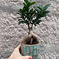 Ficus Ginseng Bonsai Tree In Ceramic Planter