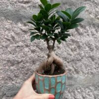 Ficus Ginseng Bonsai Tree In Ceramic Planter
