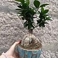 Ficus Ginseng Bonsai Tree In Ceramic Planter