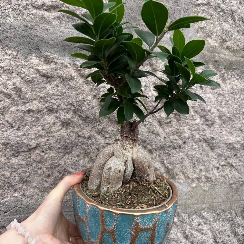 Ficus Ginseng Bonsai Tree In Ceramic Planter Ficus Ginseng Bonsai Tree In Ceramic Planter