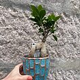 Ficus Ginseng Bonsai Tree In Ceramic Planter