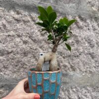 Ficus Ginseng Bonsai Tree In Ceramic Planter