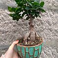 Ficus Ginseng Bonsai Tree In Ceramic Planter